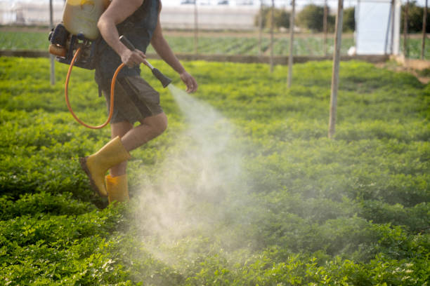 Best Mosquito Control Services  in Haughton, LA