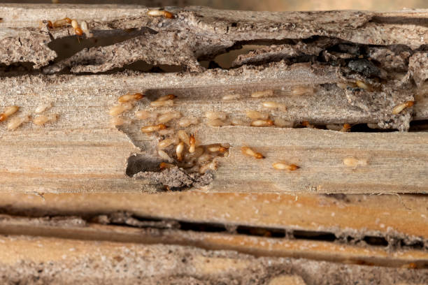 Best Pest Control for Homes  in Haughton, LA